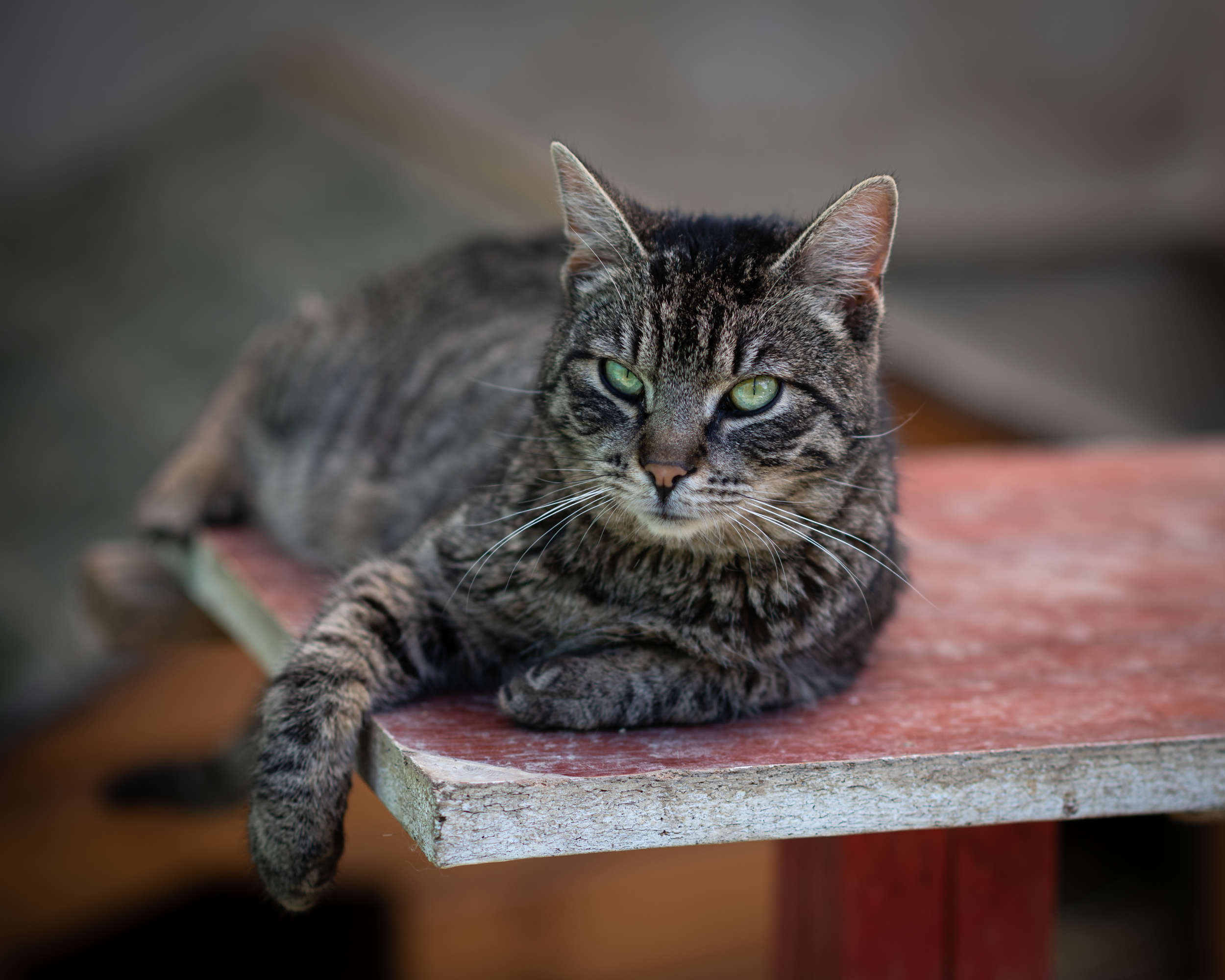 От Felis silvestris до домашней кошки — путь длиной в тысячелетия доместикации.